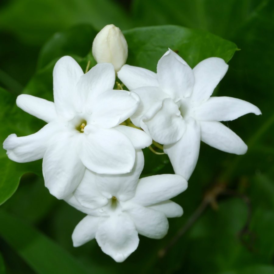 Jasmine Essential Oil 3% 10mL