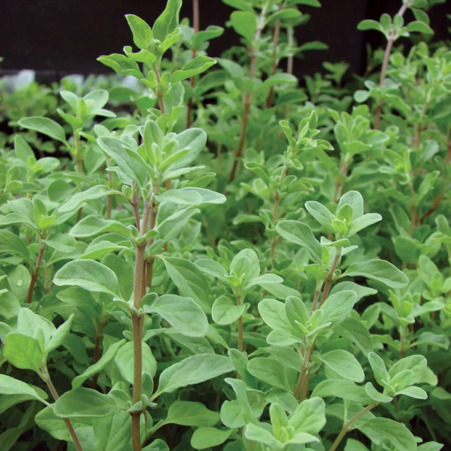 Marjoram Pure Essential Oil 10mL