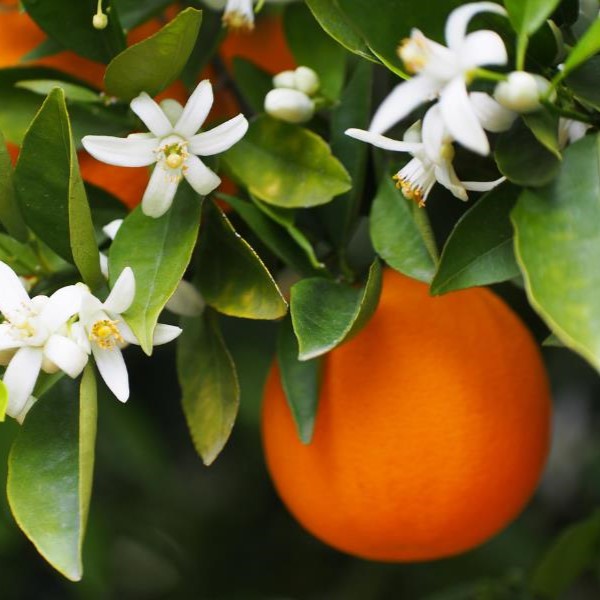 Petitgrain Pure Essential Oil 10mL