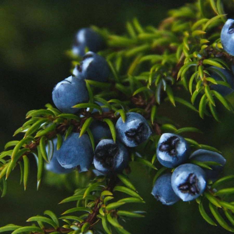 Juniper Berry Pure Essential Oil 10mL