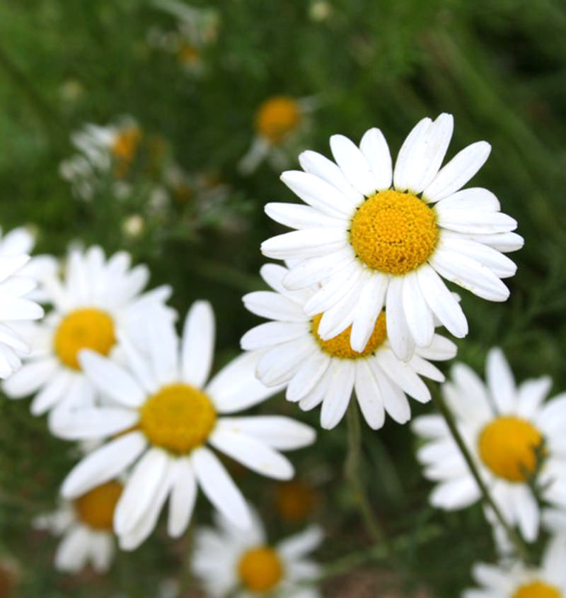 Chamomile Essential Oil 3% 10mL