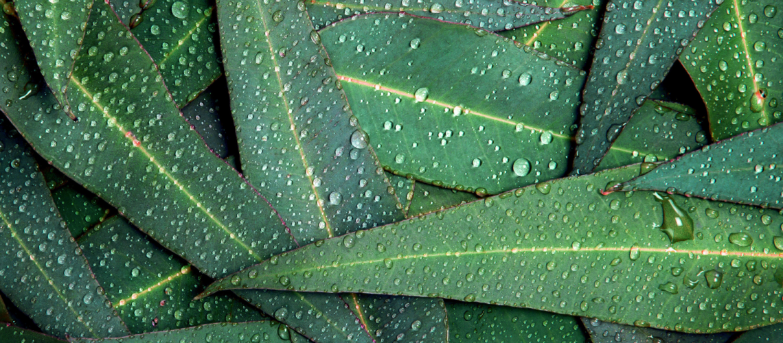 Blog 14 - eucalyptus oil