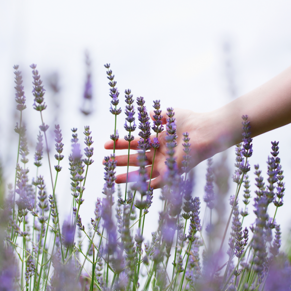 lavender farm with a lady hand-squashed lavender farm with a lady hand-squashed