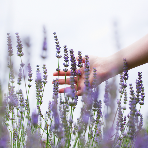 lavender farm with a lady hand-squashed